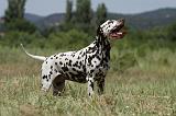 DALMATIEN 389